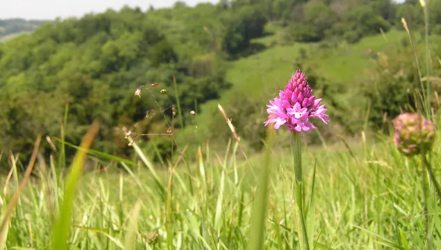 Parkgate Downs showing grassland with orchid in it