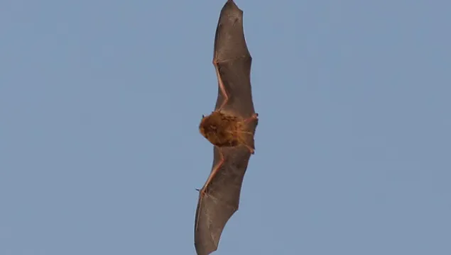 Pipistrellus pygmaeus - Brian Harper 