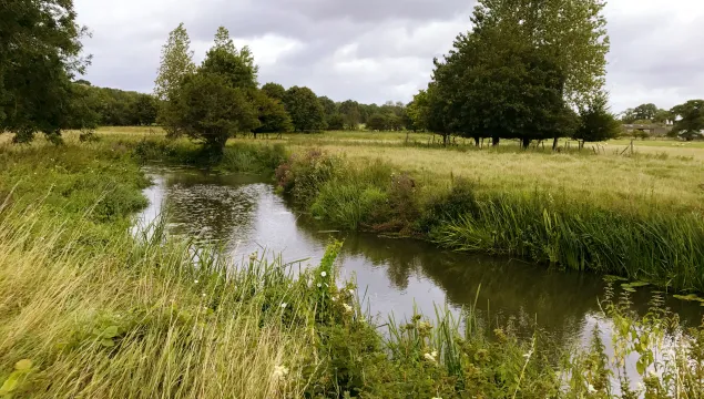 River Eden looing downstream on a day with high vegetation and lots of grasses