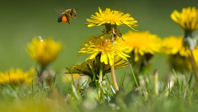 Bee dandelion Jon Hawkins