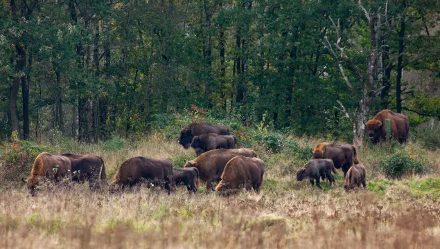 bison at Kraansvlak park netherlands