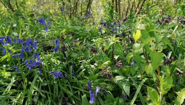 bluebells