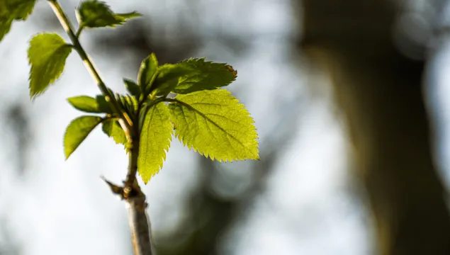 A leaf budding at Hothfield Heathlands in spring.