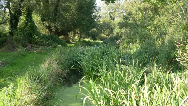 The stream and grassy banks at Ham Fen.