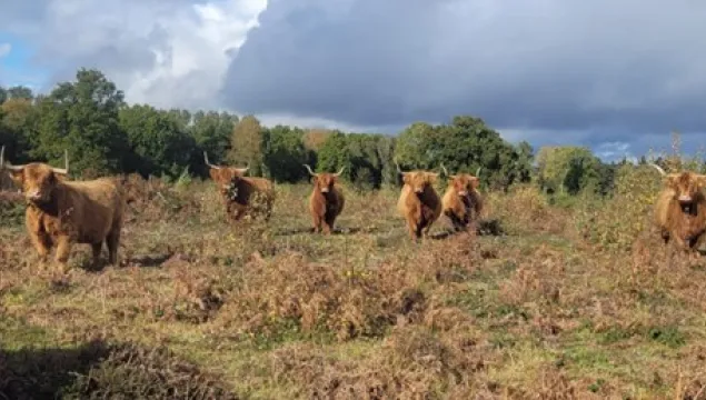 A herd of highland cattle looking at the camera.