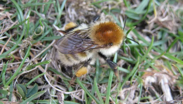 humilis queen bumblebee