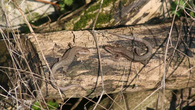 lizards - Steve Songhurst