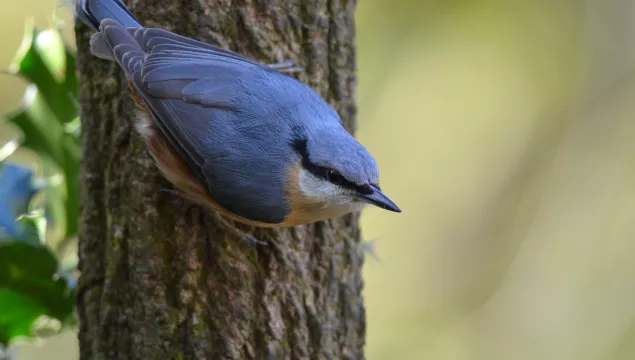 Nuthatch