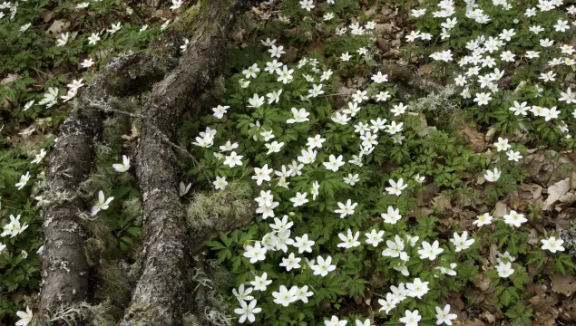 wood anemone - Mark Hamblin/2020VISION