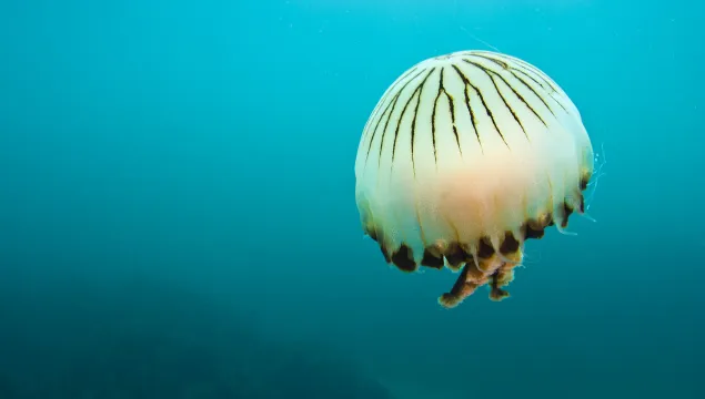 A compass jellyfish (Chrysaora hysoscella) swims over a rocky reef, Plymouth, Devon, England. English Channel.