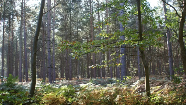 Blean Woods showing lots of thin trees and bracken as the sun shines through