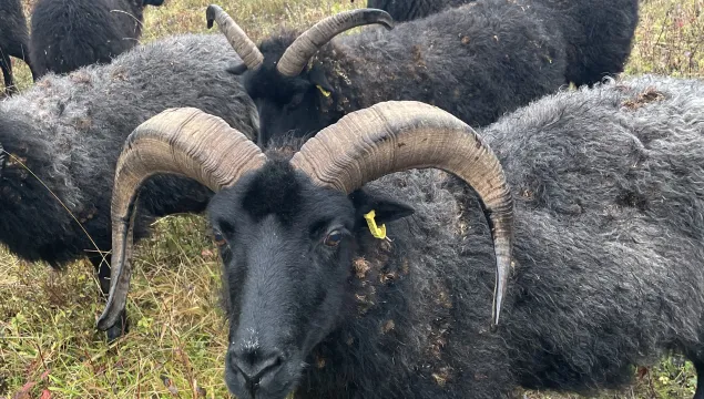 Hebridean sheep close up surrounded by other sheep