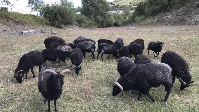 Hebridean sheep herd