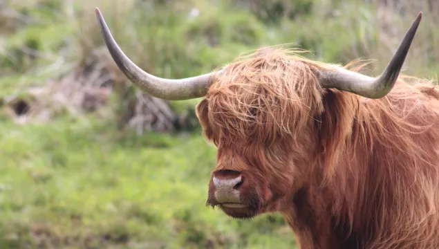 Highland Cow
