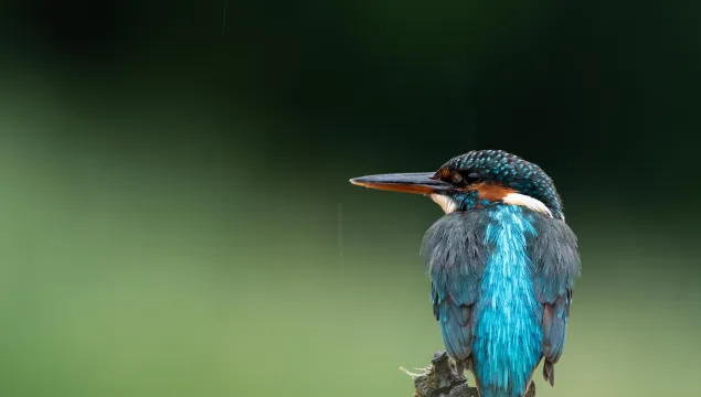 Kingfisher Galloway