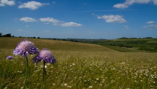 Landscape at Nashenden