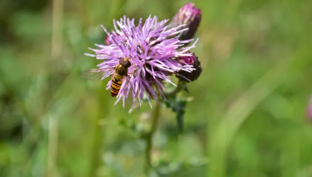 Marmalade hoverfly