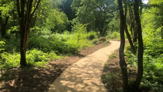 A trail through a sunny woodland at Hothfield Heathlands.