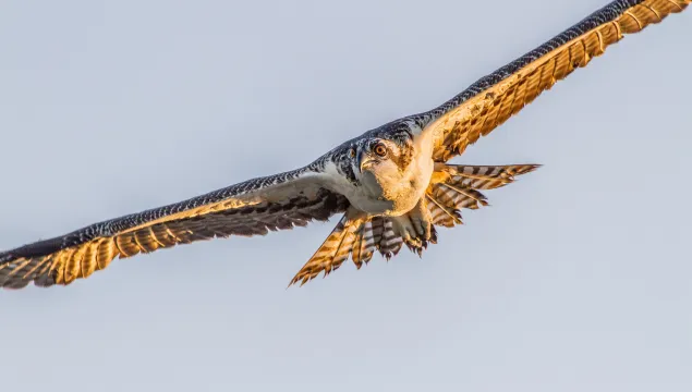 Osprey flying through the sky