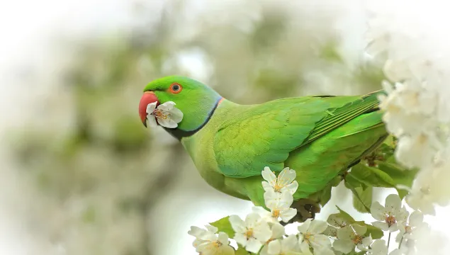 Parakeet holding blossom in its beak