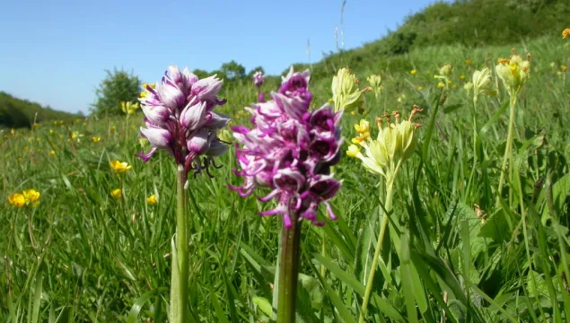 A monkey orchid at Park Gate Down