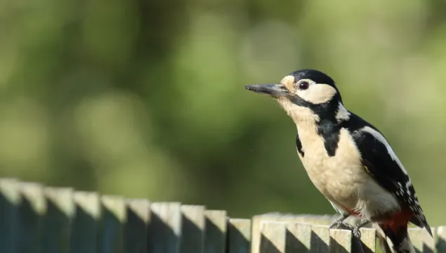 Greater spotted woodpecker sitting on a garden fence