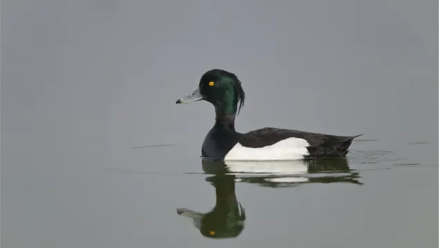 Tufted duck swimming on the water