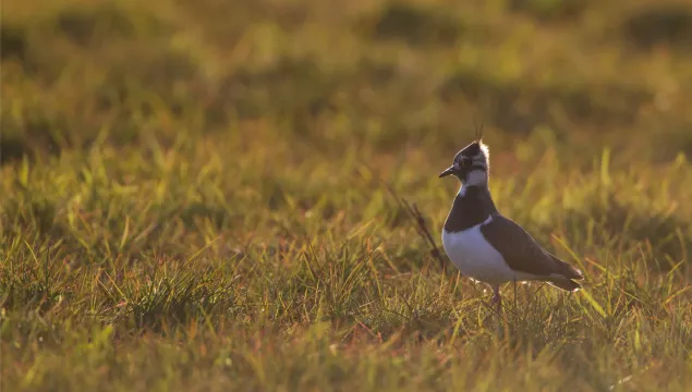 Lapwing walking through a grassy field in glowing summer light