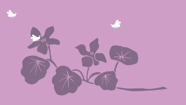 Bee plants