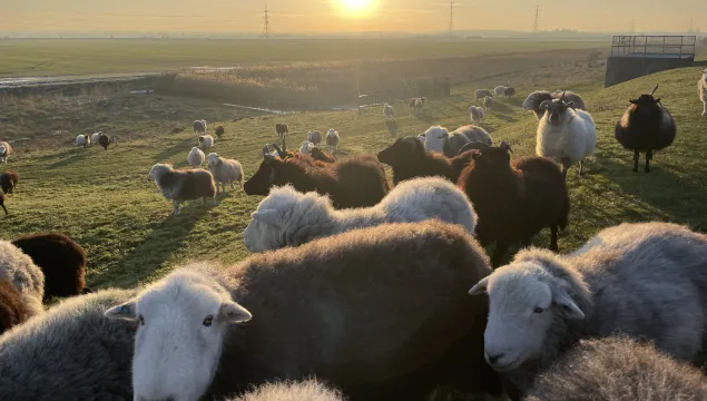 herdwick sheep herd at sunset