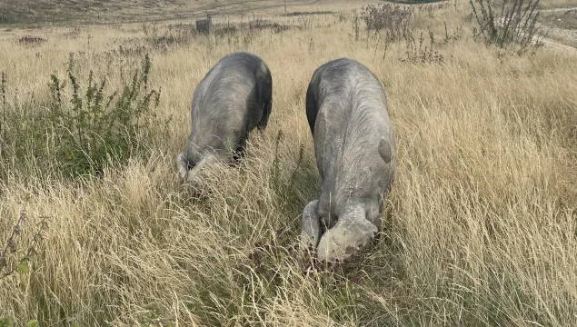 a pair of large black pigs rootling at nashenden nature reserve amongst high grass