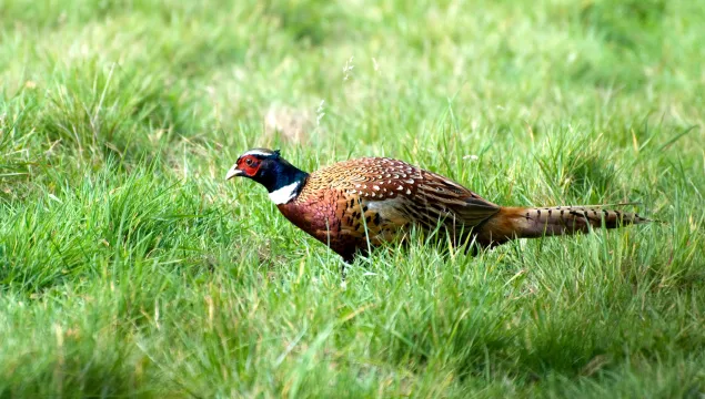 Pheasant skuttling through grassland with its head low to the ground