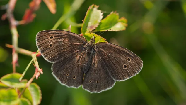 Ringlet butterfly ©Guy Edwardes/2020VISION