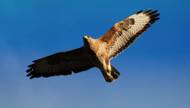 Buzzard soaring through the sky