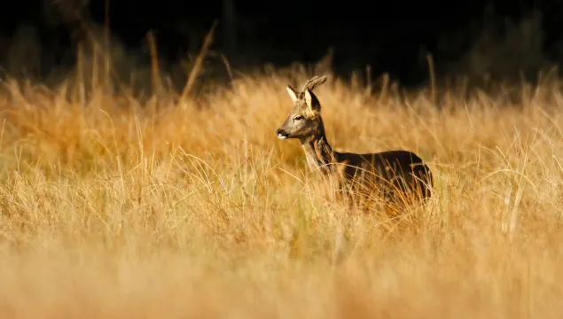 Roe Deer