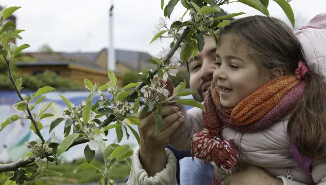 Apple tree branch in blossom. A small girl is being held up by a man to look at the blossom.