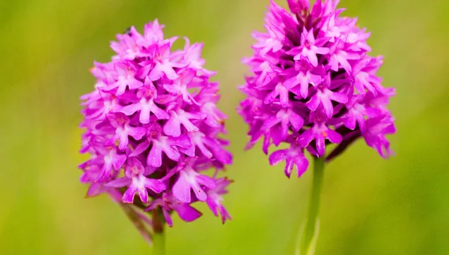 Pyramidal orchid