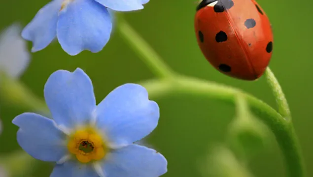 A 7-spot ladybird, with 7 black spots on its red back, climbs a blue forget me not