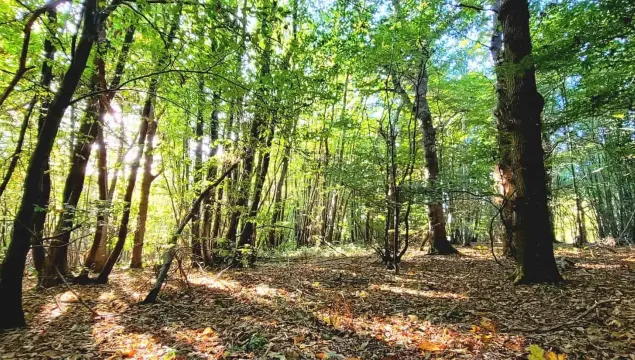 Dappled light in Hunts Wood