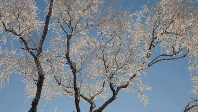 A frost-covered tree against a blue sky.