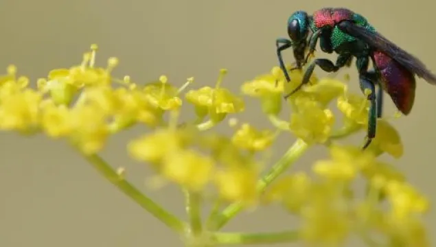 Jewel wasp on a yellow flower