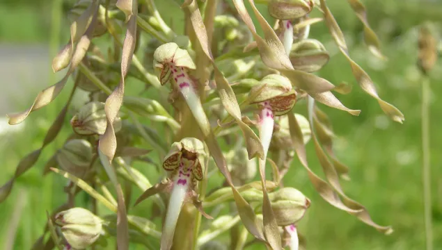 Lizard orchid at Lydden Hill Nature Reserve