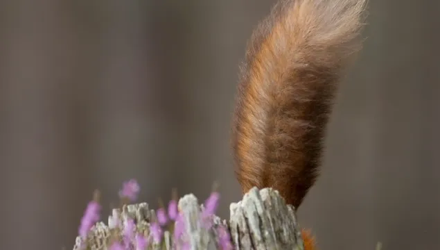 The tail of a red squirrel popping up from behind some dead wood and purple flowers.