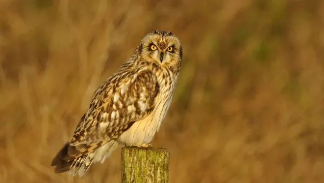 A short-eared owl sat on a post.