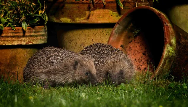 Two hedgehogs sat in the grass next to garden pots