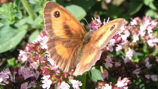 A gatekeeper butterfly on a pink marjoram flower.