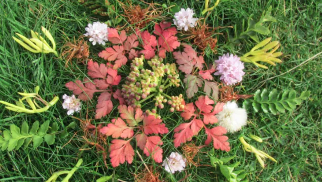 Pink and green foliage arranged on grass in a mandala pattern