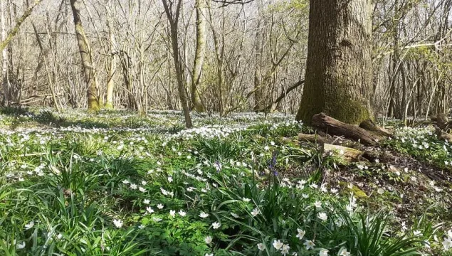 Quilters woo, wood anemone carpeting the floor