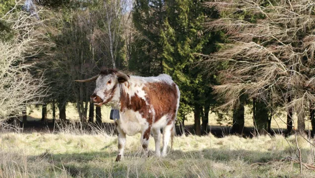 A longhorn cow standing in front of trees at Heather Corrie Vale
