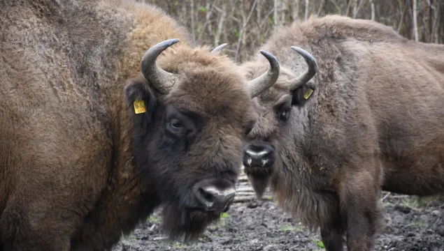 bison bull